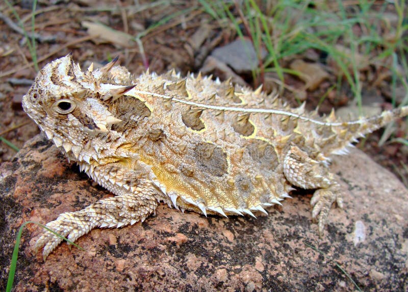 Texas Horned Lizard, Phrynosoma cornutum, basking on a rock in the southwestern desert. Texas Horned Lizard, Phrynosoma cornutum, basking on a rock in the southwestern desert