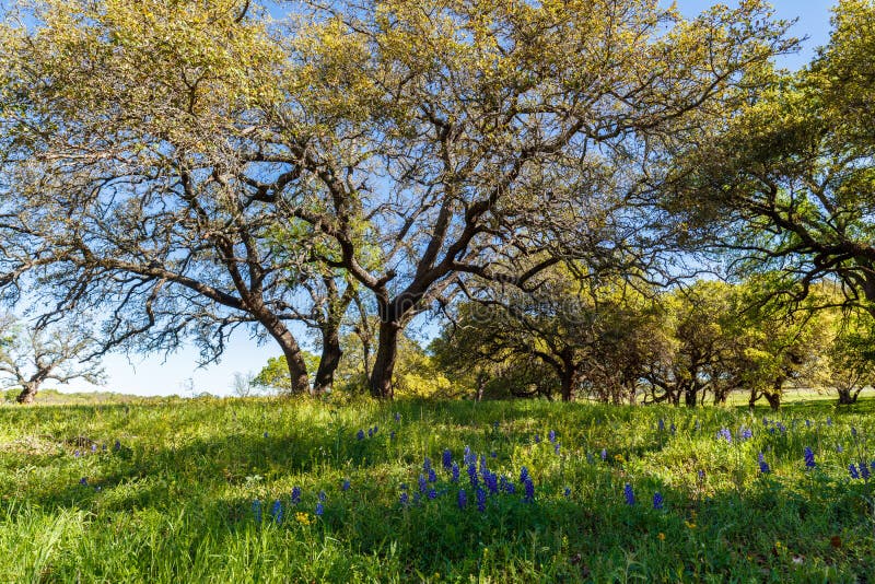 Texas Hill Country stock photo. Image of texensis, outdoor 71891944