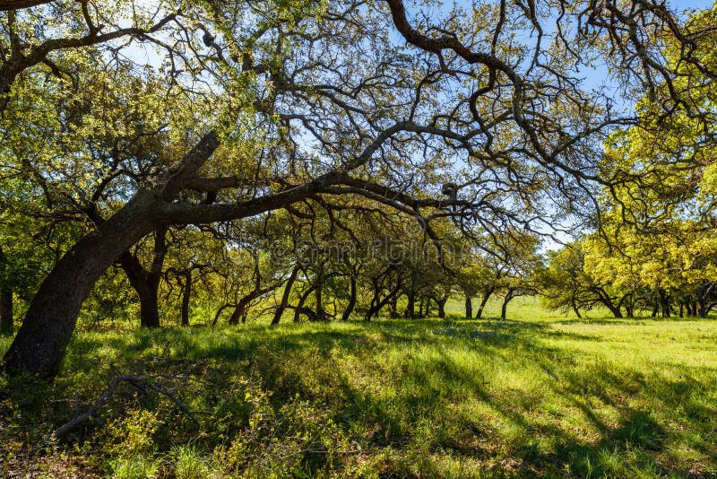 Texas Hill Country stock image. Image of flowers, nature 71892517