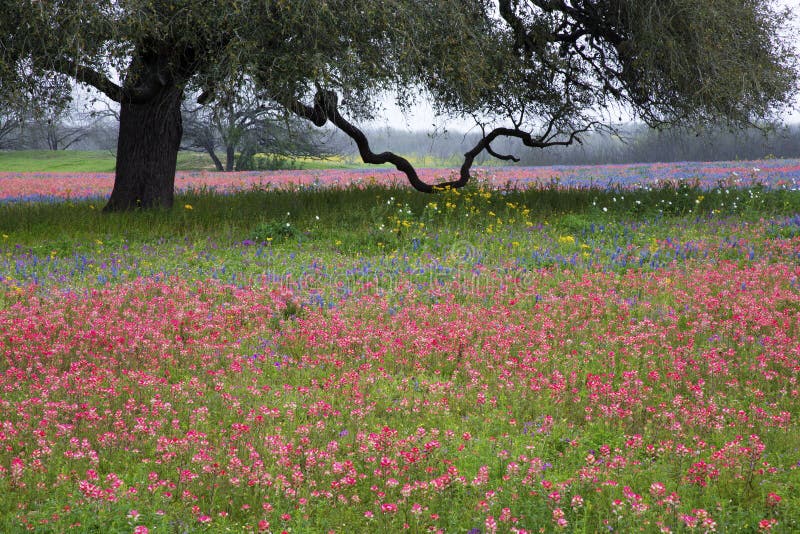 Texas Hill Country in Colorful Spring Bloom royalty free stock image