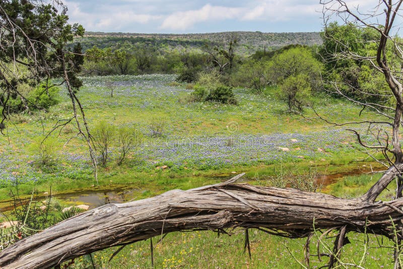 Texas Hill Country Wildflowers photographie stock libre de droits Texas Hill Country Wildflowers photographie stock libre de droits