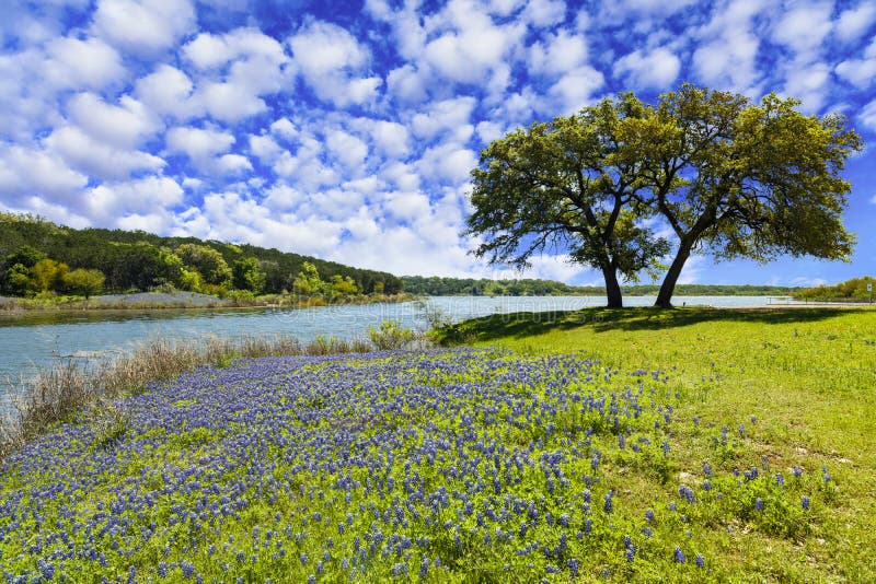 Scenic Texas Hill Country landscape with blooming bluebonnets. Scenic Texas Hill Country landscape with blooming bluebonnets.