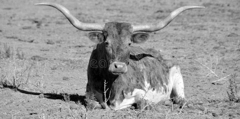 Texas Longhorn royalty-vrije stock foto