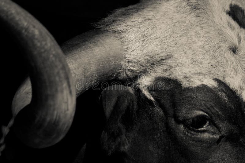Texas Longhorn Black et image blanche de bétail photo libre de droits Texas Longhorn Black et image blanche de bétail photo libre de droits