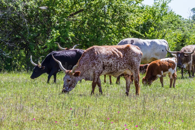 Texas Longhorn Cattle Grazing in een Weiland met Wildflowers-het Groeien in Texas. royalty-vrije stock fotografie Texas Longhorn Cattle Grazing in een Weiland met Wildflowers-het Groeien in Texas. royalty-vrije stock fotografie