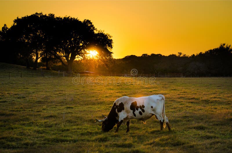 Texas Longhorn Cow en la puesta del sol, Texas Hill Country imágenes de archivo libres de regalías Texas Longhorn Cow en la puesta del sol, Texas Hill Country imágenes de archivo libres de regalías