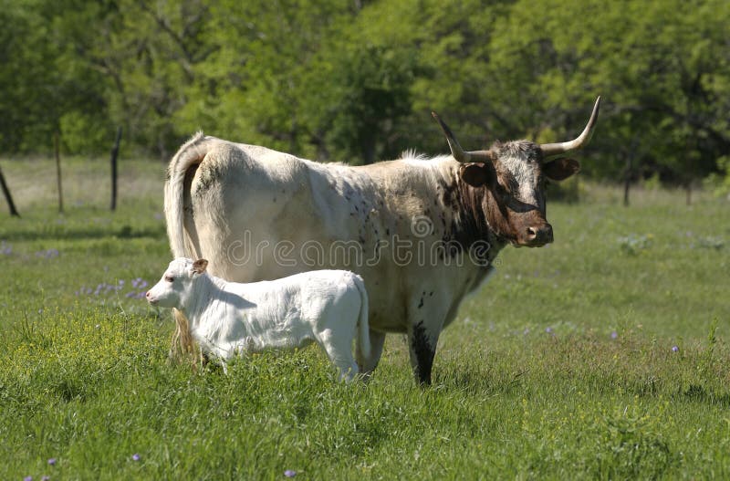 A purebred Texas Longhorn and calf stand peacefully in open field. A purebred Texas Longhorn and calf stand peacefully in open field.