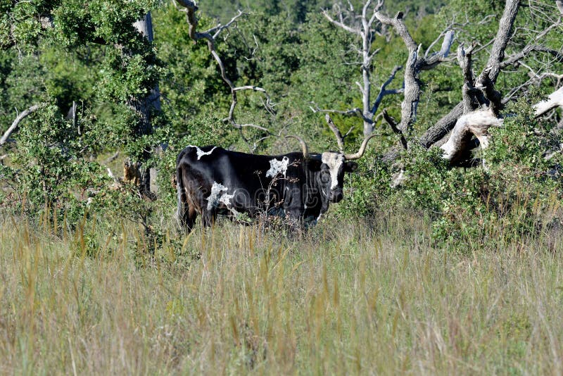 Texas Longhorn Steer en la reserva de las montañas de Wichita en Oklahoma imagen de archivo Texas Longhorn Steer en la reserva de las montañas de Wichita en Oklahoma imagen de archivo