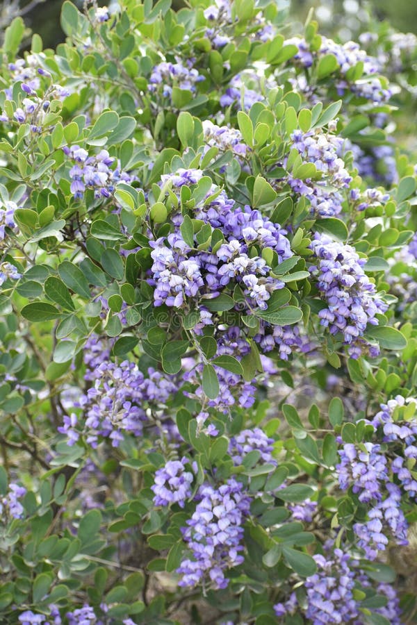 Texas Mountain Laurel foto de archivo. Imagen de follaje 113064500