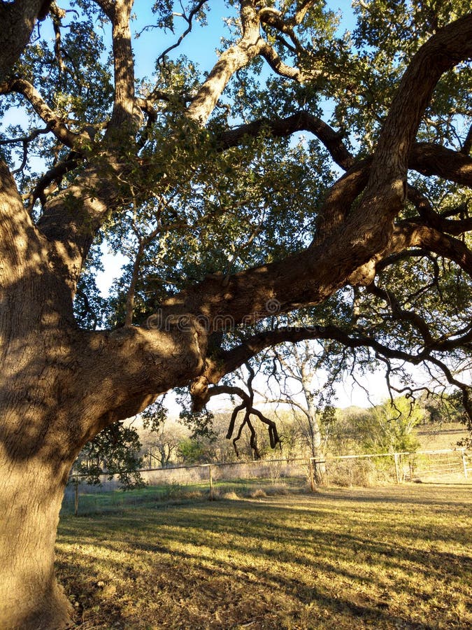 Texas Oak Tree stock photo. Image of vernia, tree, texas 169403584