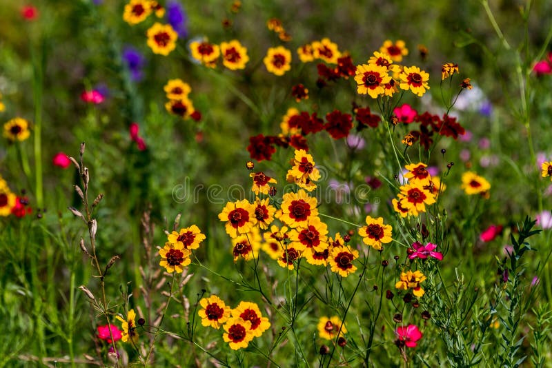 Texas Plains Coreopsis (Coreopsis tinctoria) Wildflowers