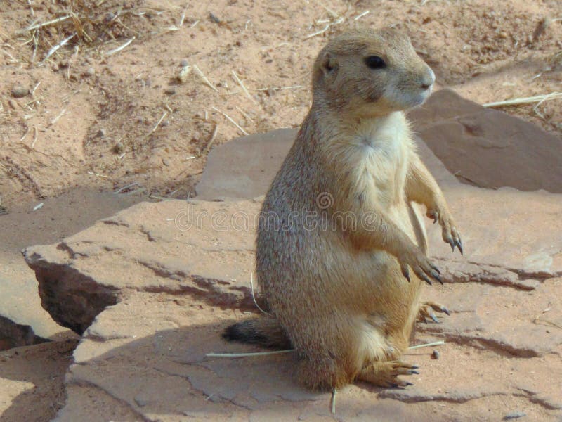 Texas Prairie Dog stock foto. Afbeelding bestaande uit land 102139964