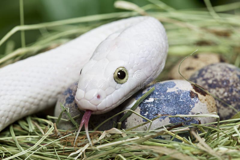 Texas Rat Snake in a Bird S Nest Stock Photo - Image of predator ...