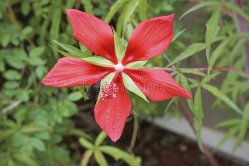 Texas Star Flower stock photo. Image of gardens, perennials 93820066