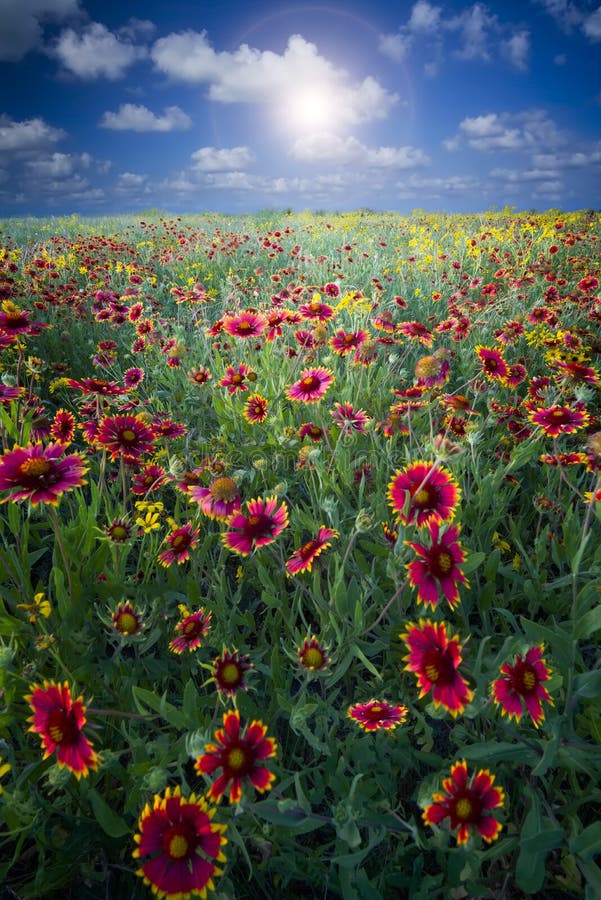 Texas Sunflowers