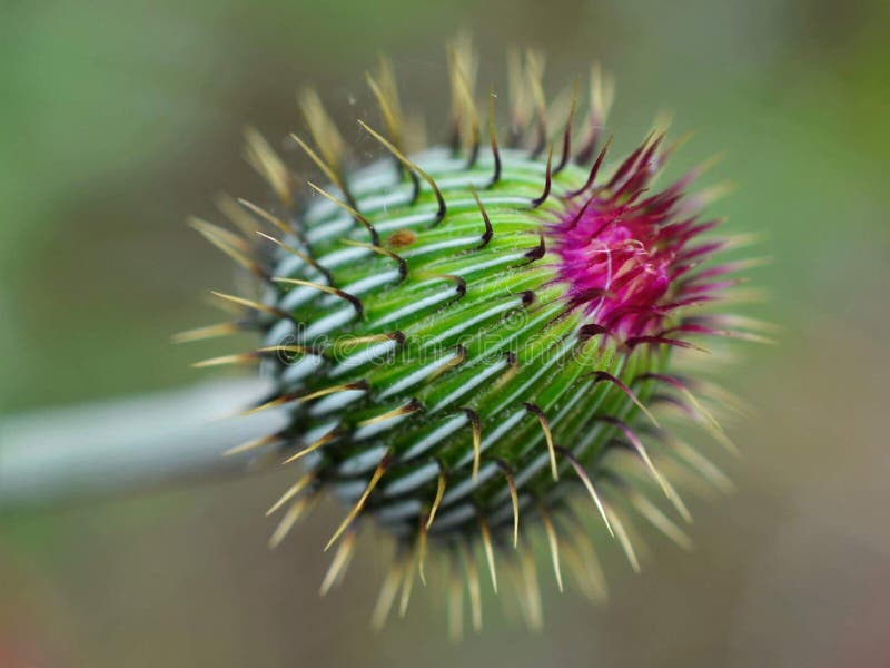 Texas Thistle stock photo. Image of flower, purple, antenna 27877958