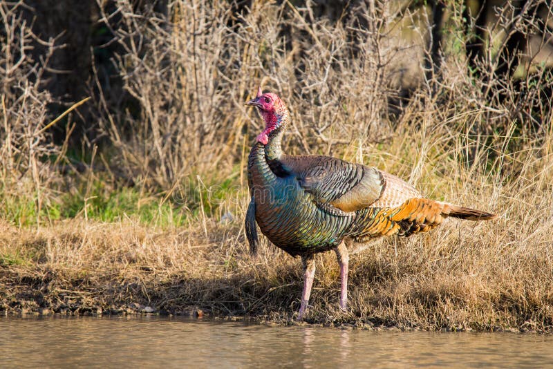 Texas Turkey Drinking stock photo. Image of tank, spring 59452174