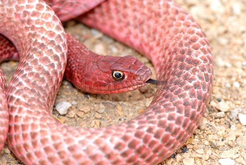 Texas Western Coachwhip Snake Stock Photo Image of desert