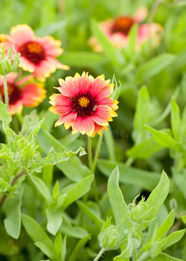 Texas Wildflower Indian Blanket with Insect Stock Image Image of