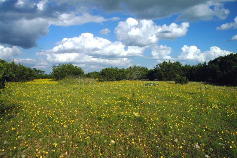 Texas Wildflowers