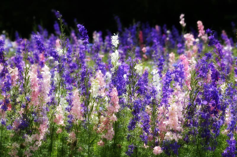 Texas Wildflowers royalty-vrije stock foto's Texas Wildflowers royalty-vrije stock foto's
