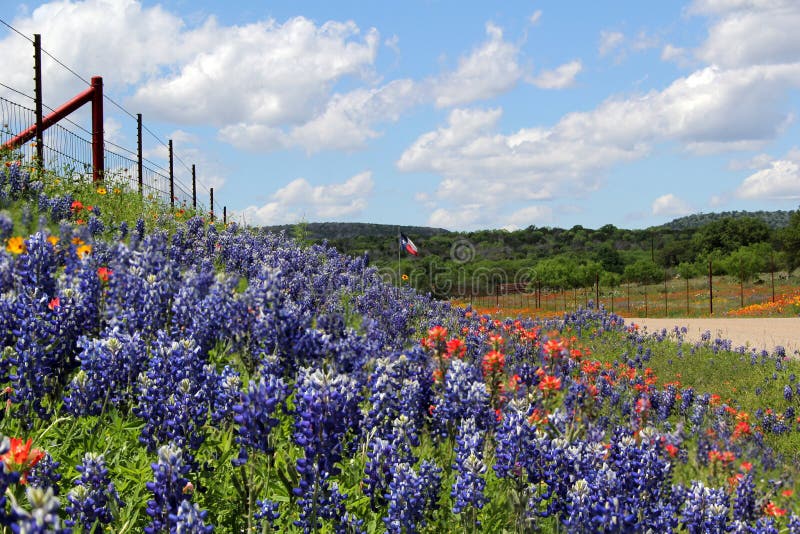 Texas wildflowers