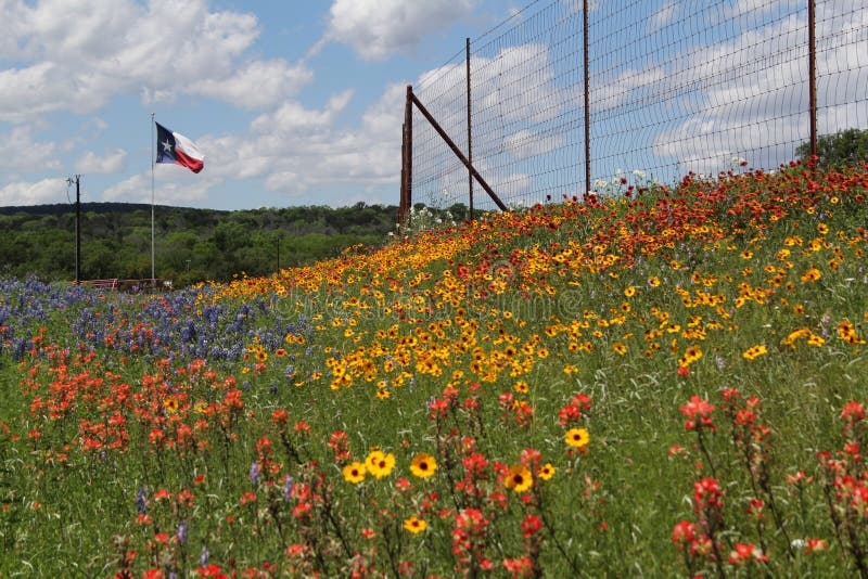 Texas wildflowers