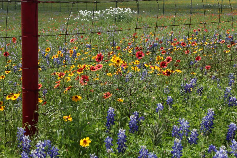 Texas wildflowers