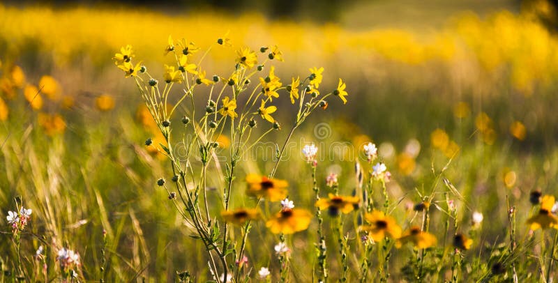Texas Wildflowers stock image Texas Wildflowers stock image