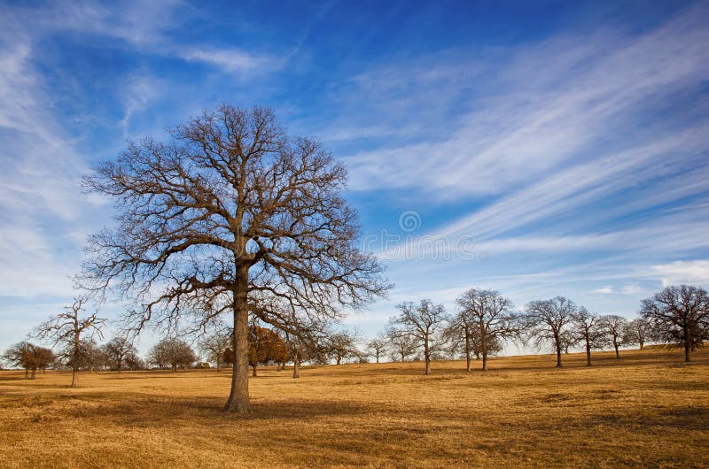 Texas winter sky stock image. Image of winter, pasture 28273181