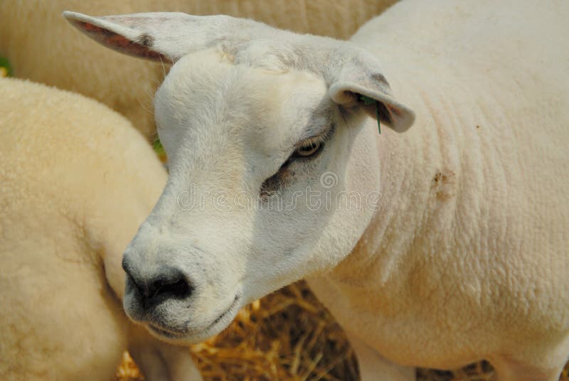 Texel Sheep