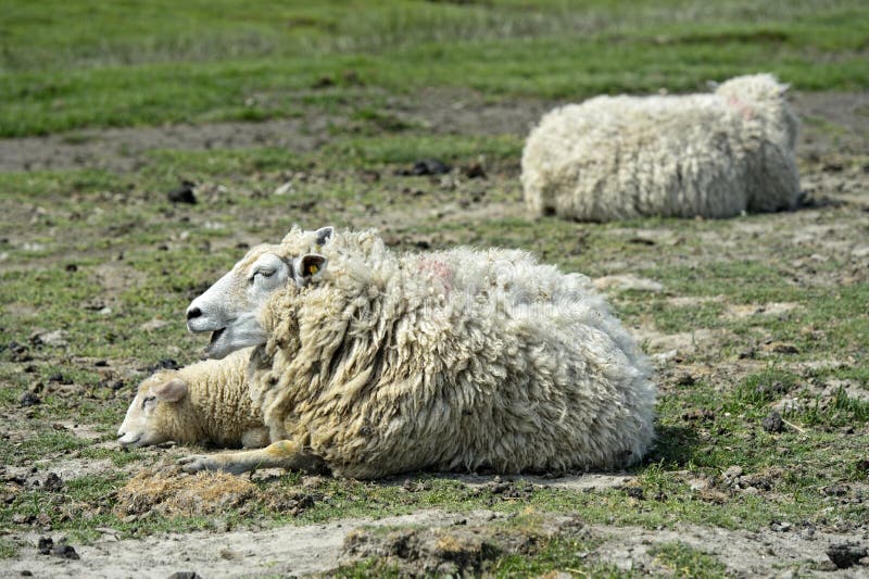 Texelschaf Mutter mit Lammruhe auf dem Boden lizenzfreies stockbild