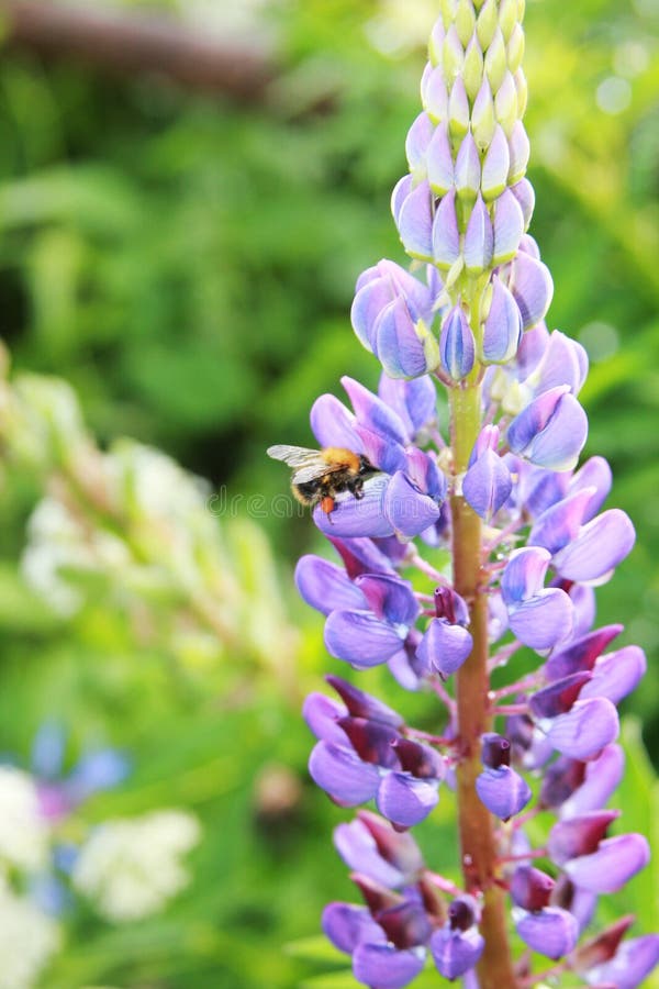 Texensis Lupinus Шмель собирает мед на пурпурном lupine стоковая фотография Texensis Lupinus Шмель собирает мед на пурпурном lupine стоковая фотография