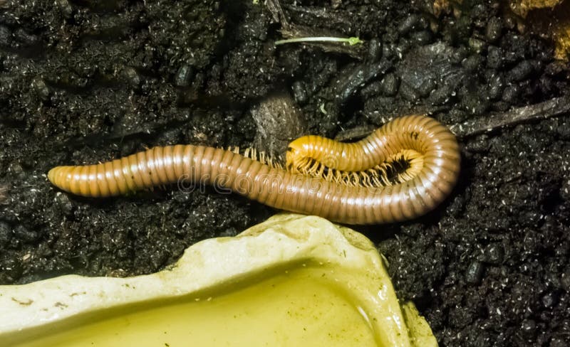 Texicolens réunis jaunes d'orthoporus un animal familier tropical d'insecte de mille-pattes d'Amérique photo stock Texicolens réunis jaunes d'orthoporus un animal familier tropical d'insecte de mille-pattes d'Amérique photo stock