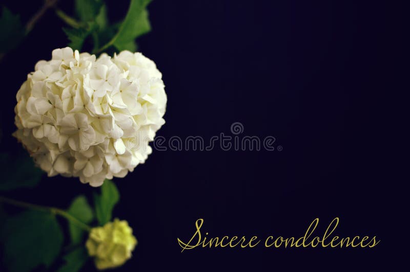 Carte condoleances EDITOR