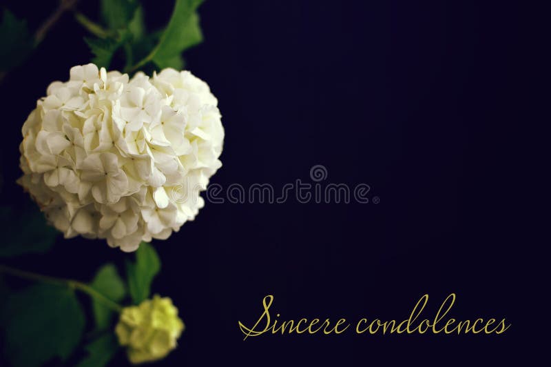 2 759 Condoleances Photos Libres De Droits Et Gratuites De Dreamstime 2 759 Condoleances Photos Libres De Droits Et Gratuites De Dreamstime