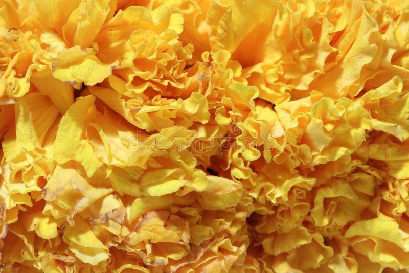 Textur av blomman för girlandringblommakronblad, en växt av tusenskönafamiljen royaltyfria bilder Textur av blomman för girlandringblommakronblad, en växt av tusenskönafamiljen royaltyfria bilder