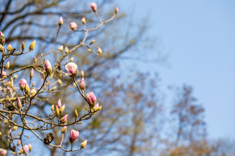 Textur av rosa blommor för magnolia Härlig magnolia på blå himmel fotografering för bildbyråer Textur av rosa blommor för magnolia Härlig magnolia på blå himmel fotografering för bildbyråer