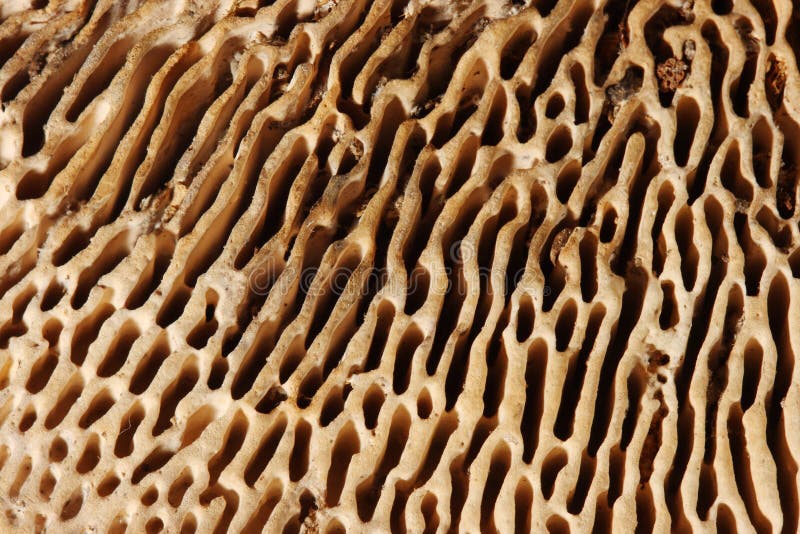 textur för agaricmakrochampinjon arkivfoto textur för agaricmakrochampinjon arkivfoto