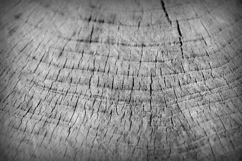 Textur f?r tr?dsnittstam Svartvit tr?bakgrund arkivbilder Textur f?r tr?dsnittstam Svartvit tr?bakgrund arkivbilder