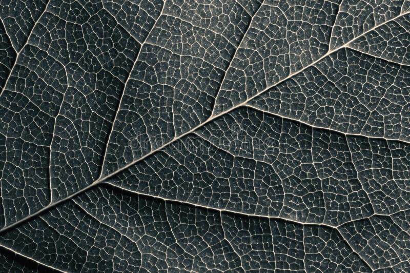 Textura Abstracta De Hoja En Blanco Y Negro Foto de archivo Imagen de