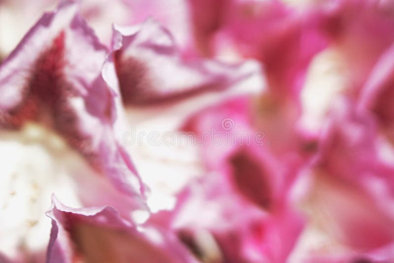 Textura abstracta hecha de los pétalos de la flor decorativa, profundidad del rosa del satén del campo baja foto de archivo Textura abstracta hecha de los pétalos de la flor decorativa, profundidad del rosa del satén del campo baja foto de archivo