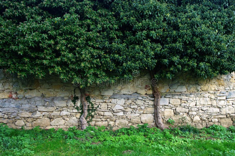 Muro De Mármore Textura Natural De Fundo De Pedra Branca Bege Coloração  Antiga De Massa Grega Imagem de Stock - Imagem de antiguidade, naughty:  184964097