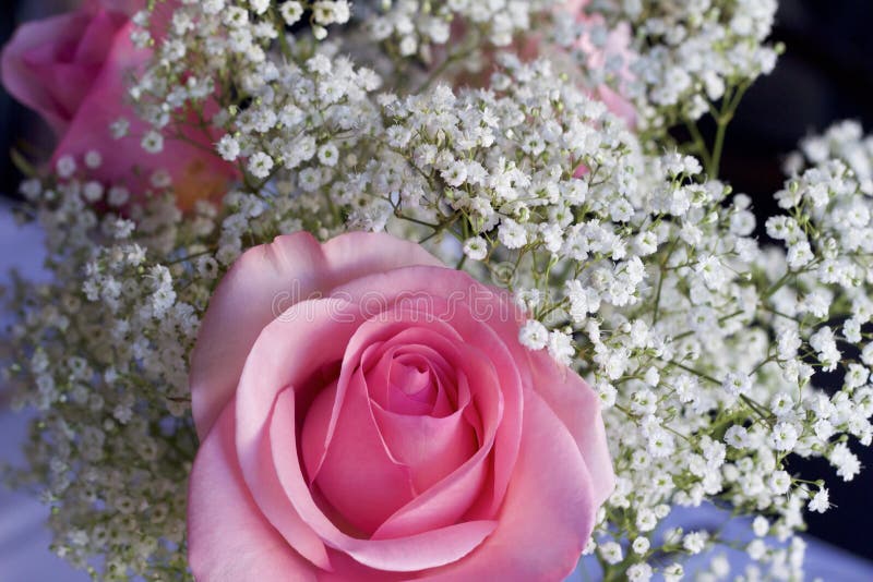 106 Rosas Negras Hermosas Fotos de stock - Fotos libres de regalías de  Dreamstime