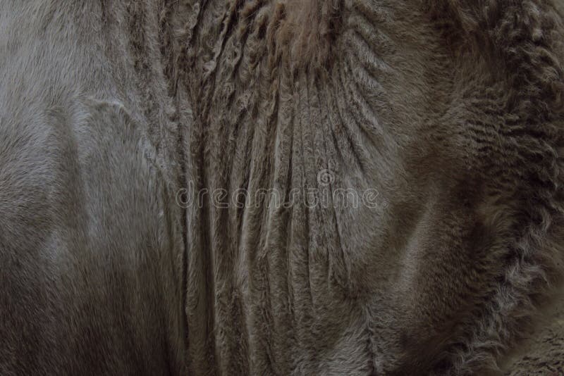 Textura borrada dos animais Os animais selvagens, animais, Textures o conceito Tiro colhido da pele do camelo de Brown Fim da pel imagens de stock Textura borrada dos animais Os animais selvagens, animais, Textures o conceito Tiro colhido da pele do camelo de Brown Fim da pel imagens de stock