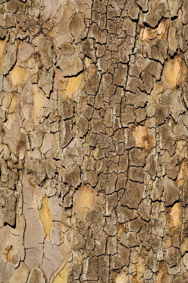 Tree texture bark and moss natural background. Tree texture bark and moss natural background