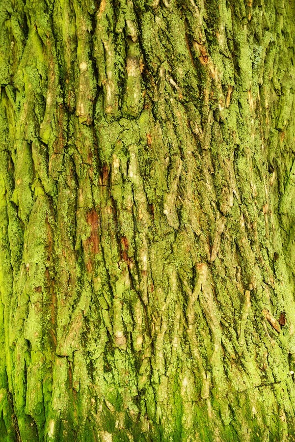 Tree bark texture in close-up. Tree bark texture in close-up