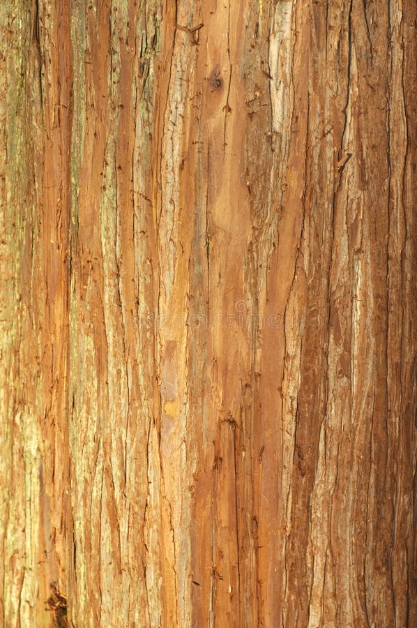 The tree bark texture background. The tree bark texture background