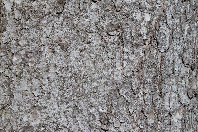 A textura da casca de árvore do Picea abies ou abeto vermelho europeu com teste padrão áspero bonito imagem de stock royalty free A textura da casca de árvore do Picea abies ou abeto vermelho europeu com teste padrão áspero bonito imagem de stock royalty free