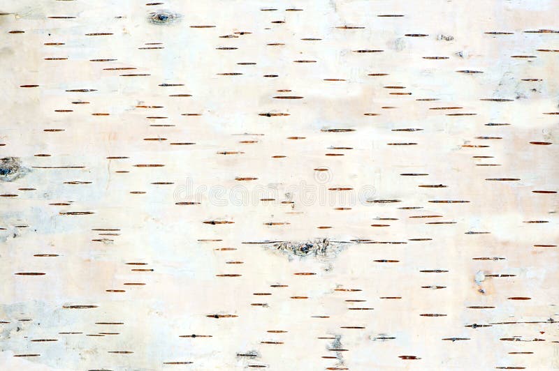 Close up of birch tree bark details - background or texture. Close up of birch tree bark details - background or texture